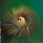 Peter Gabriel - Ovo | 1CD | Zustand: sehr gut